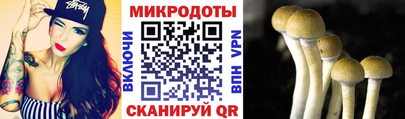 дарк нет официальный сайт  Шагонар  Галлюциногенные грибы мицелий 